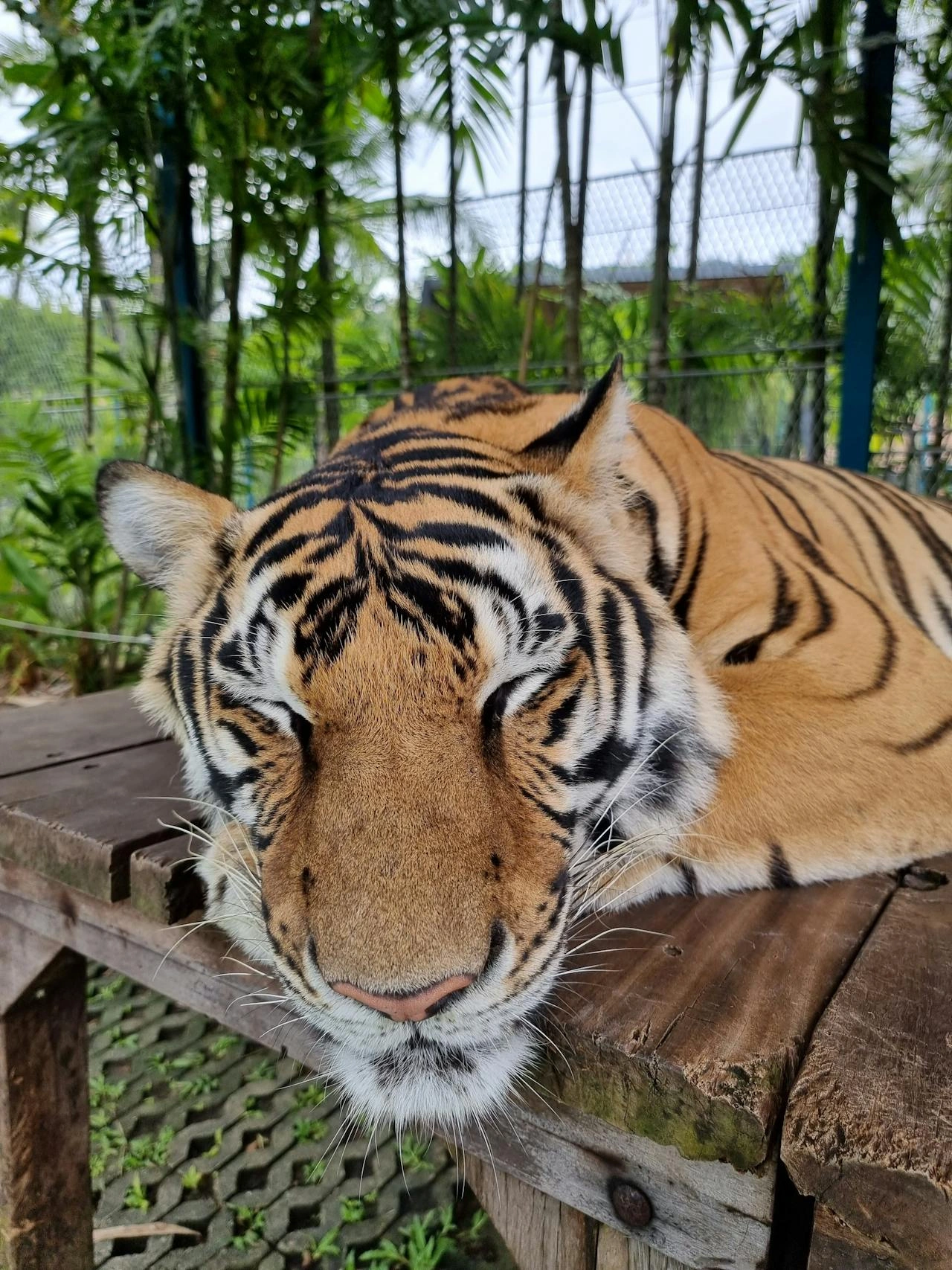 Tiger Kingdom Phuket