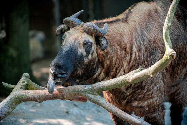 Takin Preserve Centre