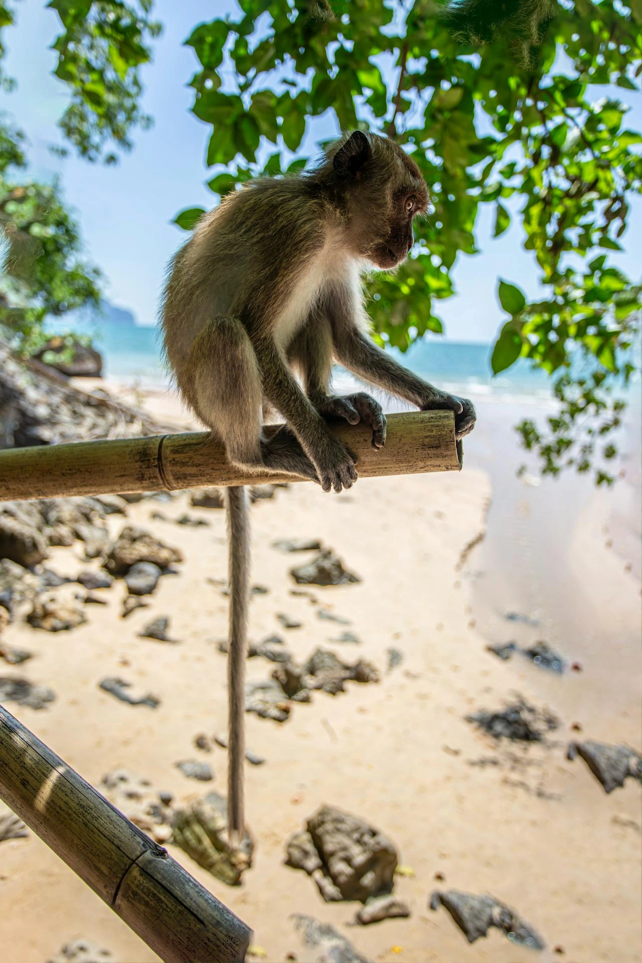 Monkey Beach