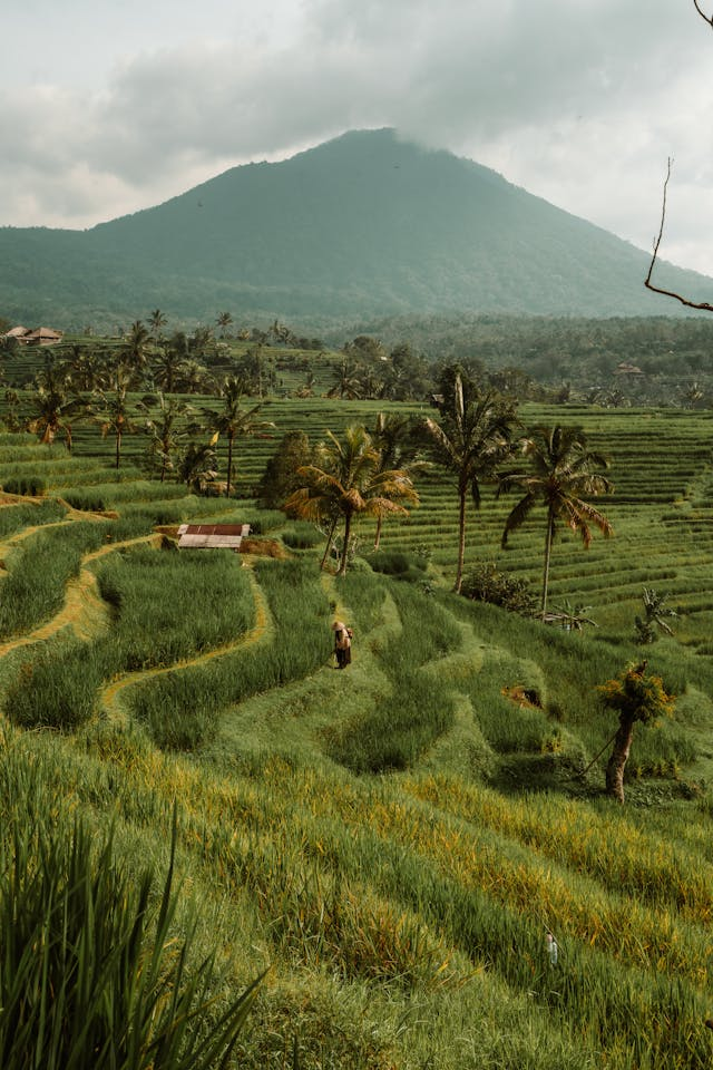 Tegalalang Rice Terraces
